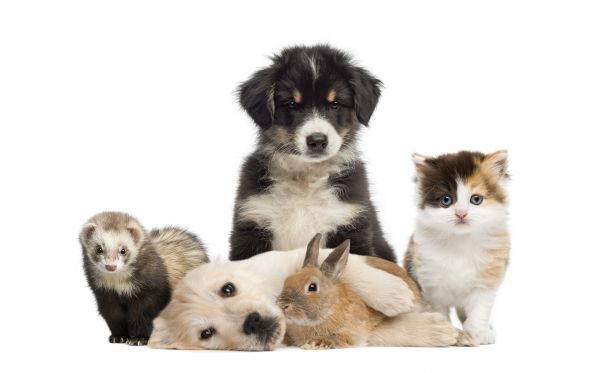 Stuart Pets