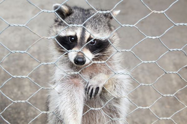 Stuart Wildlife Removal