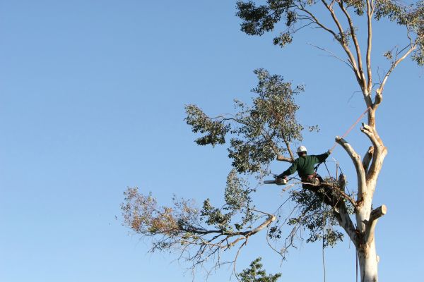 Stuart Tree Trimming