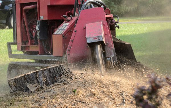 Stuart Tree Removal